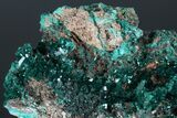 Gemmy Dioptase Crystal Cluster #175956-2